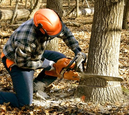 Tree Removal in Sod, WV